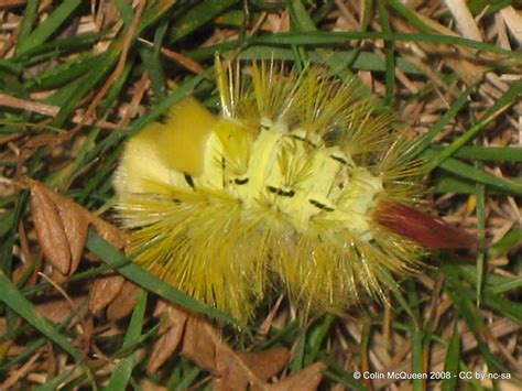 caterpillar green hairy